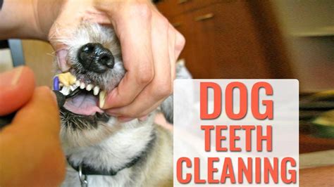 petsmart dental cleaning|petsmart teeth cleaning reviews.